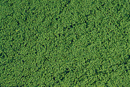 MIKROFLOR MIT.GRUN28X14CM