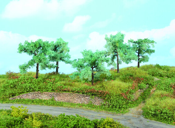 olive trees 8-10 cm / 5 pc
