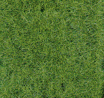 WILDGRAS WALDBODEN40X24CM