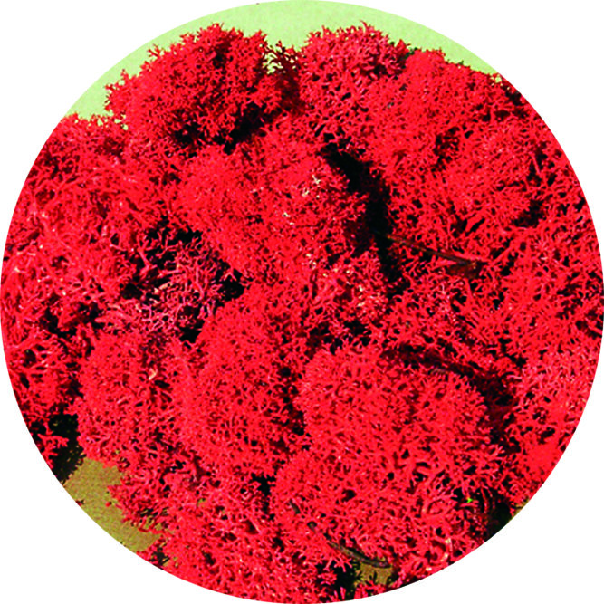 ISLANDMOOS ROT 30G