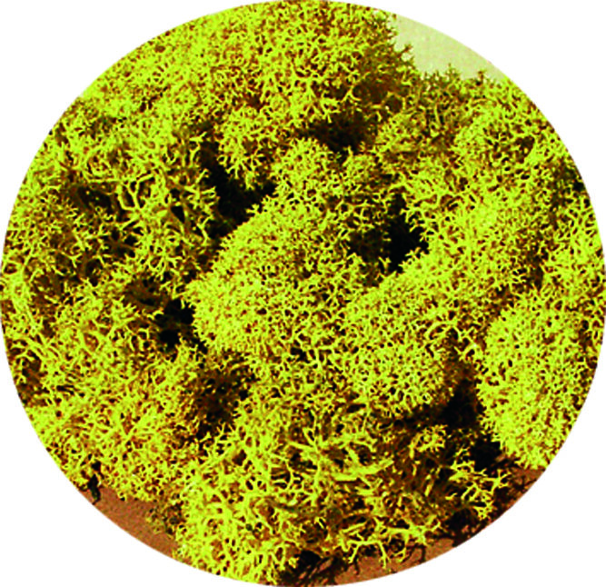 ISLANDMOOS GELB 30G