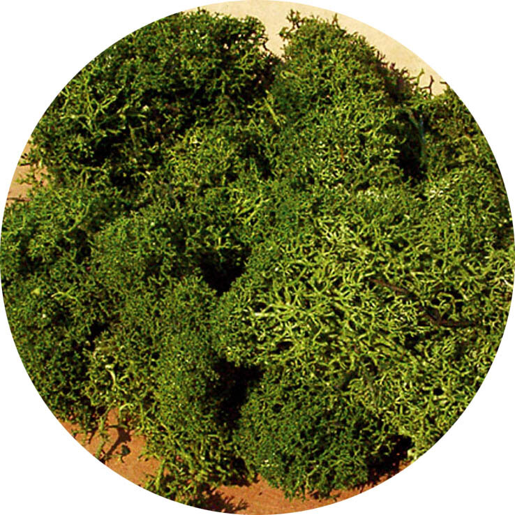 ISLANDMOOS MITTELGRUN 75G