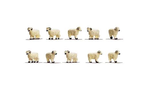 Sheep (2)
