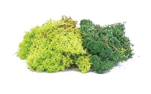 Lichen - Green Mix