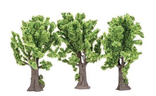 Maple Trees