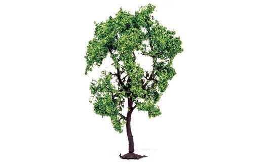 Pear Tree