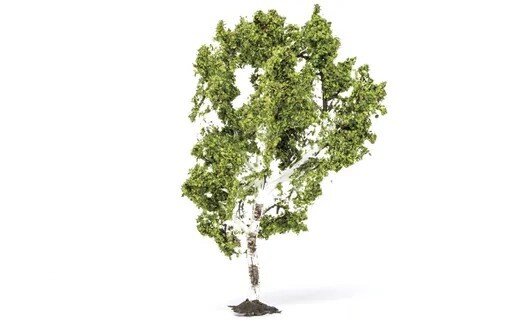 Birch Tree