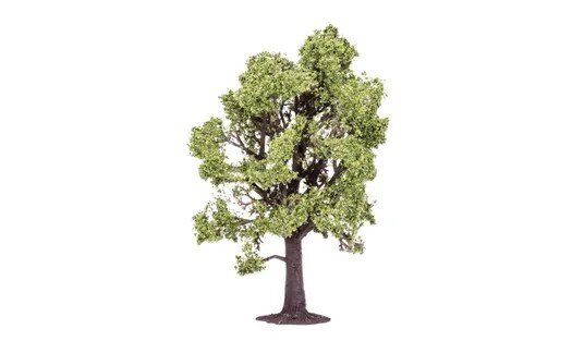 Beech Tree