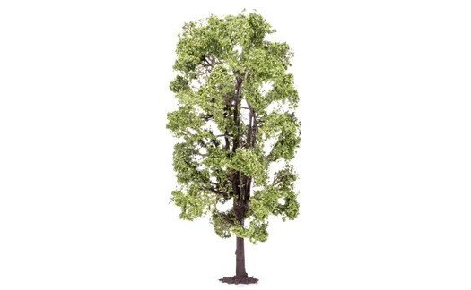 Lime Tree (1)