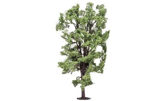 Horse-Chestnut Tree (1)