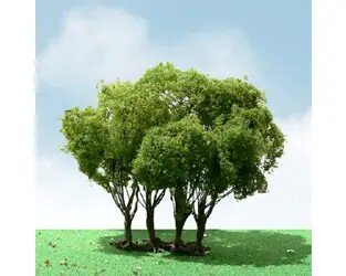 PRIVET 3″-3.5″ 1
