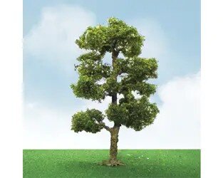 3.5″ - 4″ Downy Birch, 2 per pack