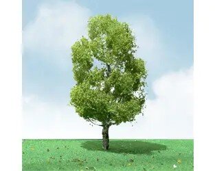 BIRCH 3.5″-4″ 2