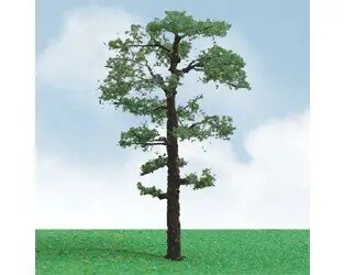 SCOTS PINE 3.5″-4″ 2