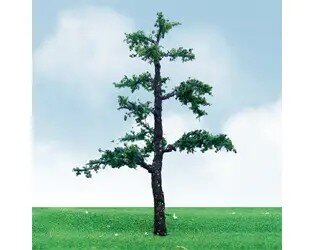 OLD PINE 3.5″-4″ 2