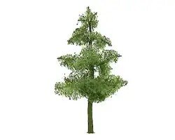 1-1/2″ Pine, 6 per pack