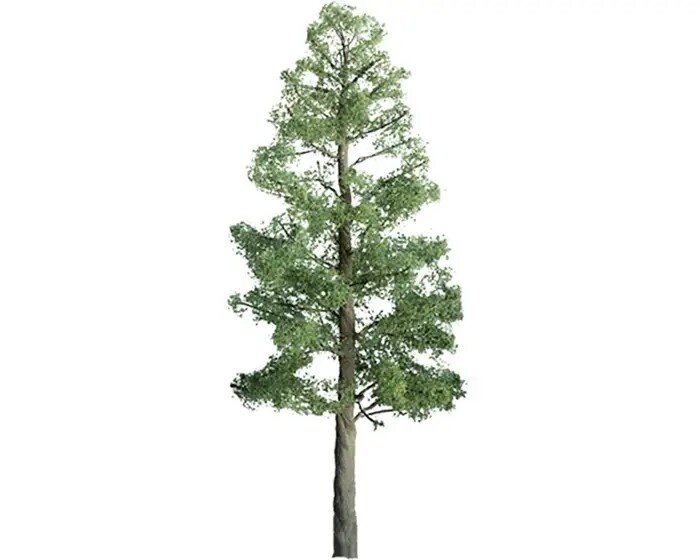 PINE 2″ 4