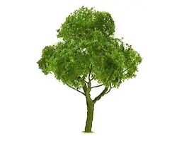 1-1/2″ Deciduous, 4 per pack