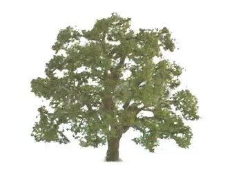 LIVE OAK 1-1/2″ 4