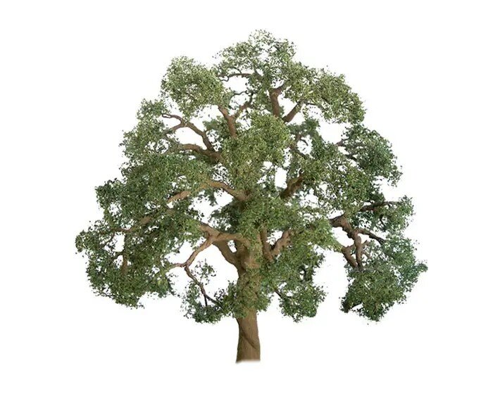 LIVE OAK 2″ 3