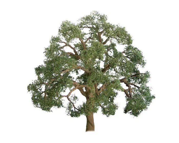 LIVE OAK 3″ 2