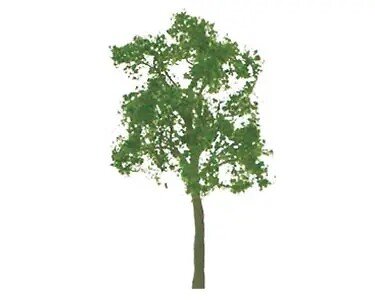 ASH TREE 3″ 2