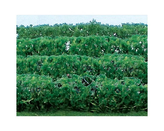 GREEN HEDGES HO 8
