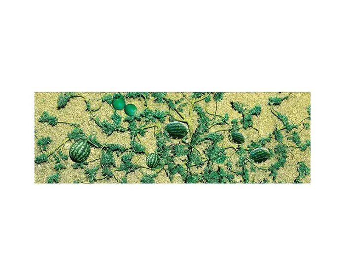 WATERMELON PATCH HO 6