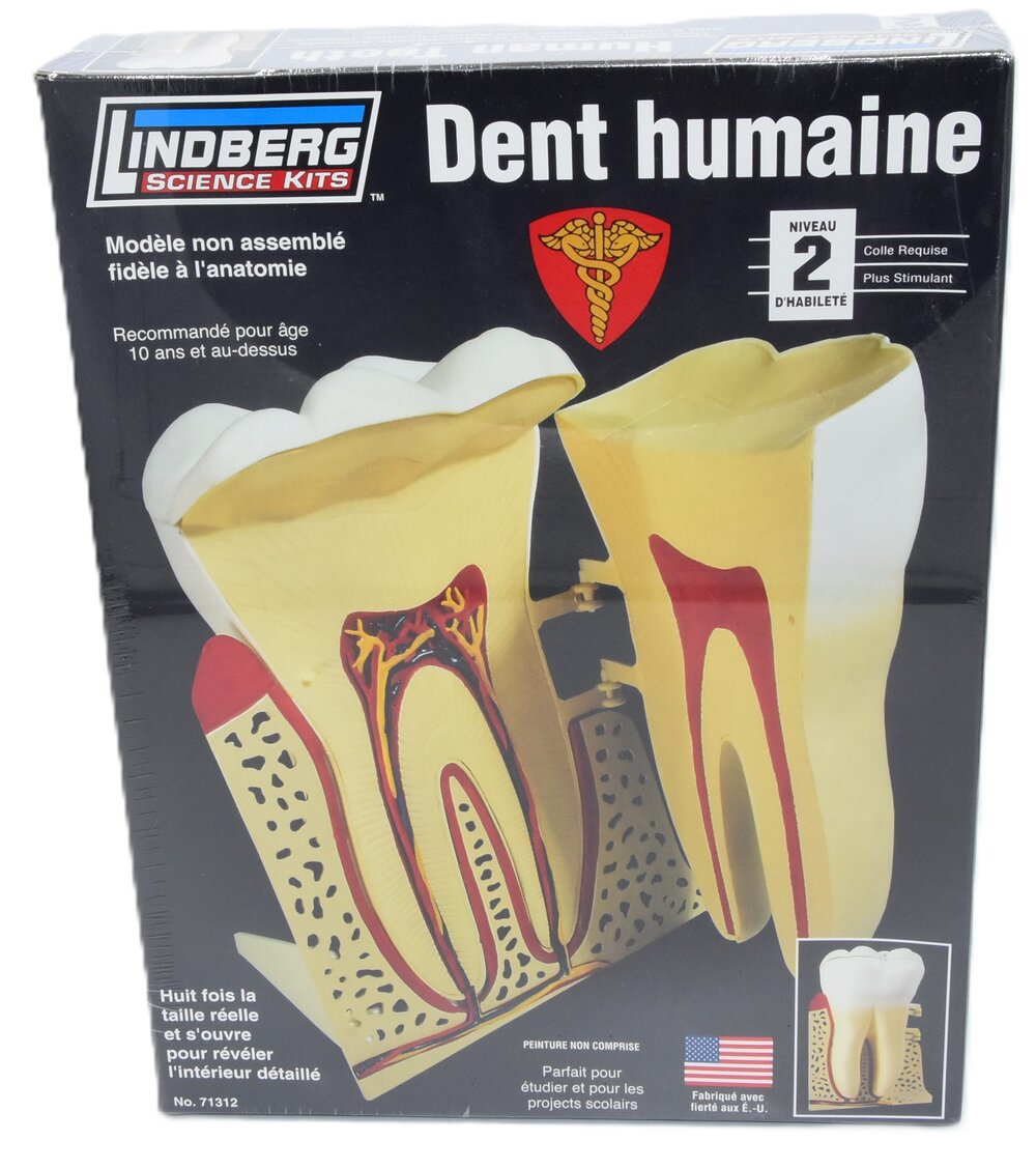 HUMAN TOOTH 8:1