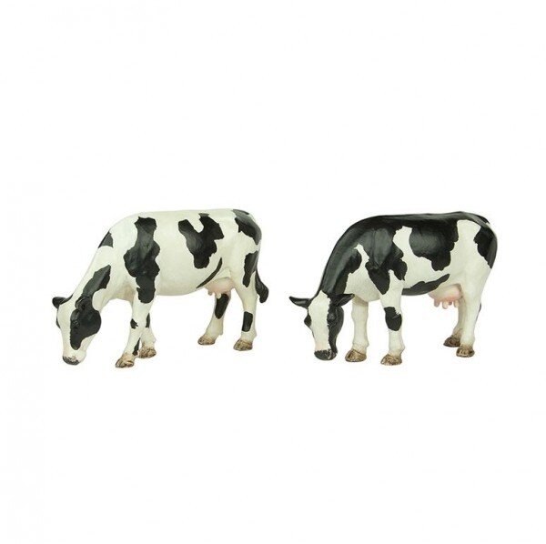 Grazing Cows