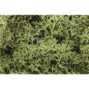 SPRING GREEN LICHEN