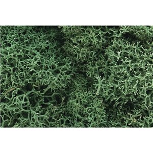 LIGHT GREEN LICHEN