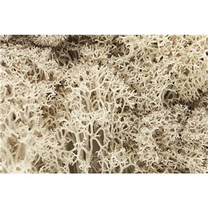 NATUREL LICHEN