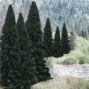 TREE EVERGR.BL. 2″-4″ 18