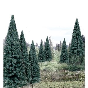 REAL BLUE SPRUCE 4″-6″ 13