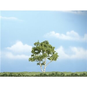 PREMIUM TREES BIRCH 4″ 1