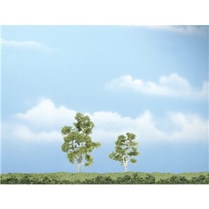 PREMIUM TREES SYCAMORE 2