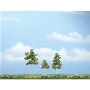 PREMIUM TR. PAPER BIRCH 2