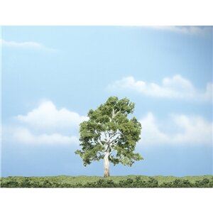 PREMIUM TREES SYCAMORE 1