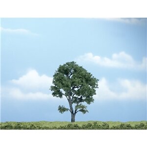 PREMIUM TREES MAPLE 1