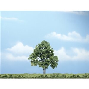 PREMIUM TREES BEECH 1