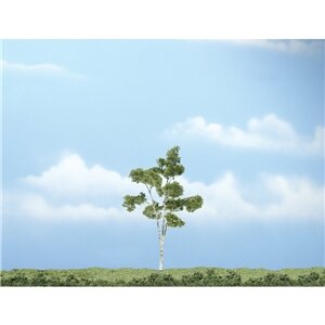 PREMIUM TR. PAPER BIRCH 1