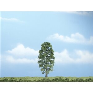 PREMIUM TREES BASSWOOD 1