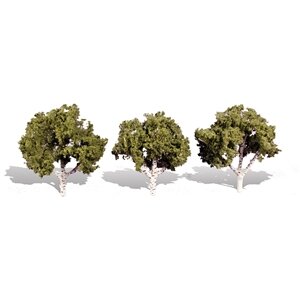 WATERS EDGE BIRCH 3″-4″