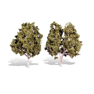WATERS EDGE BIRCH 5″-6″