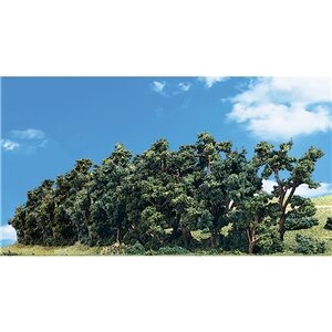 HEDGEROW 1″-2″