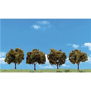 ORANGE TREES 2″-3″